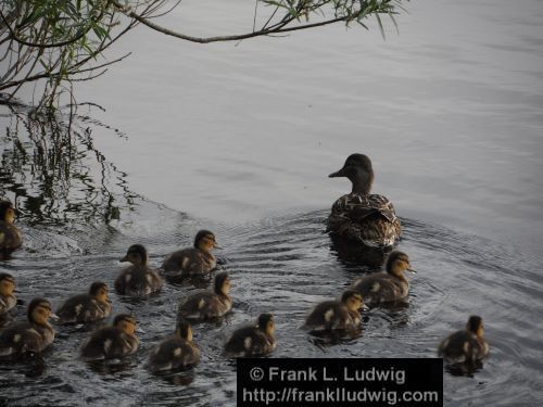 Duck Outing on Lough Gill